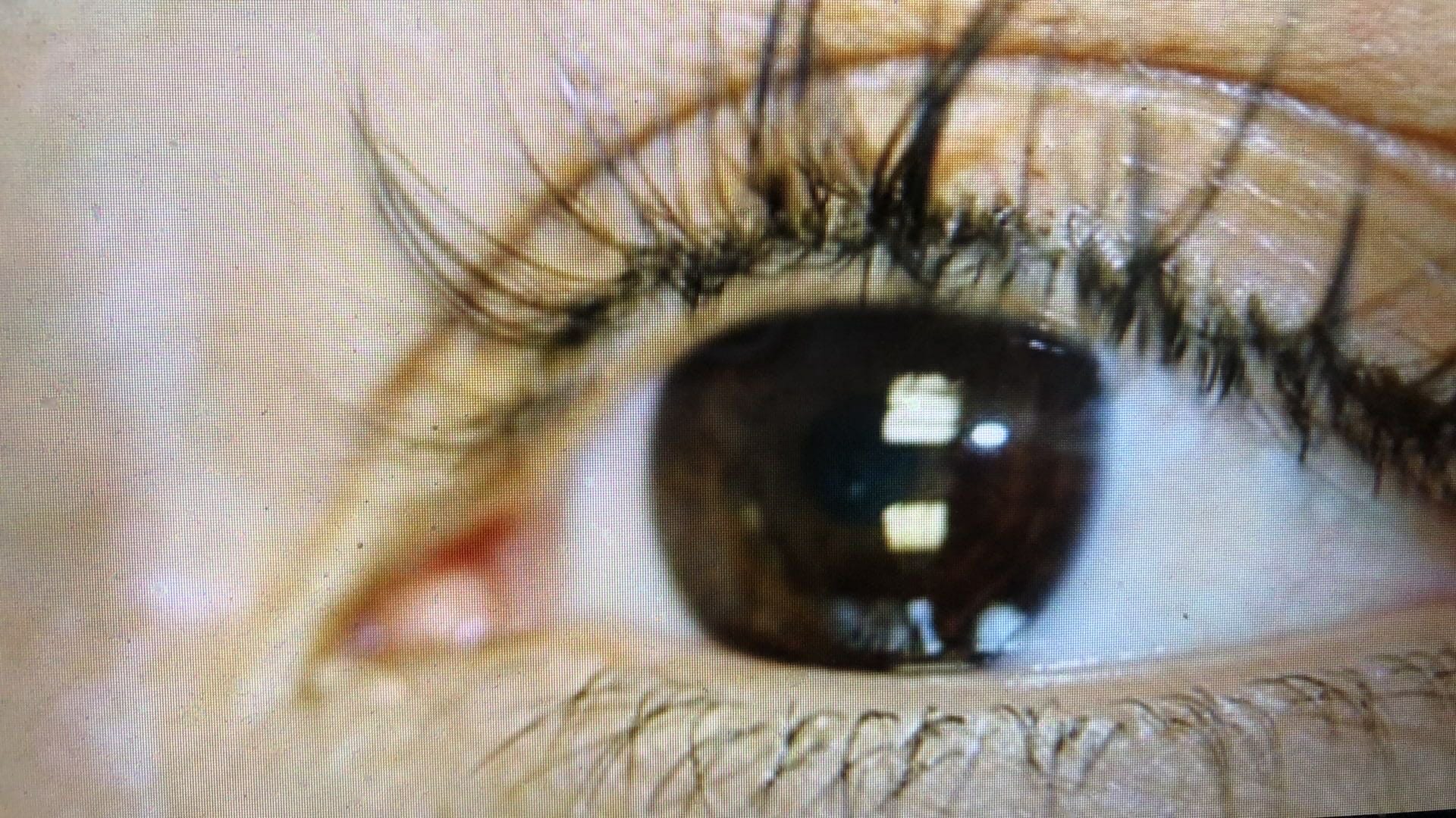 eyebrow lashes permanent ruth swissa